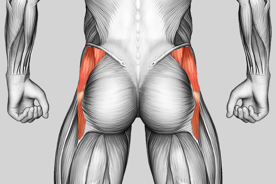 Exercise Category Muscles